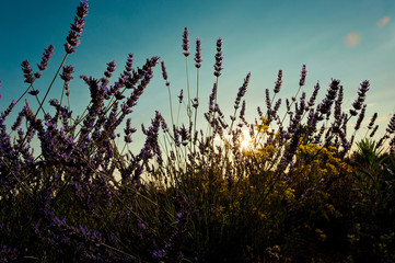 Lavender at sunset