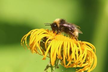 bee on the flower