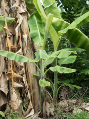 Banana tree