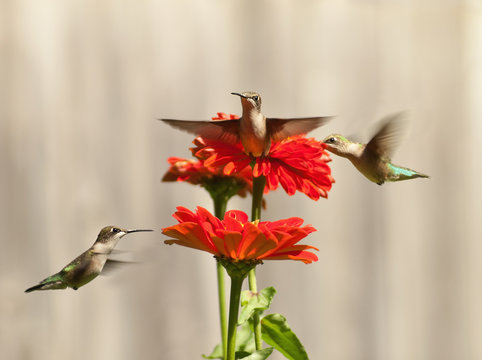 Three Hummingbirds