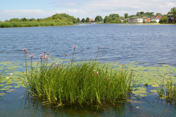 View of the river to Deym with coastal vegetation. Russia