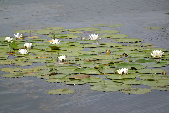 The blossoming water-lily white (Nymphaea alba L.) on a surface