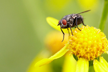 Fliege