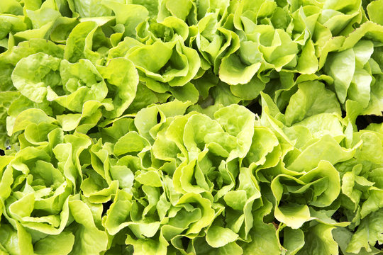 close-up of green lettuce