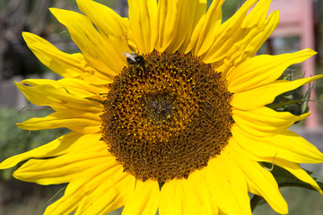 Obraz premium beautiful sunflower with a bee