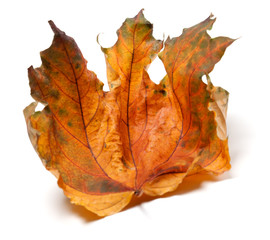 Fototapeta premium Dry autumn maple leaf on white background
