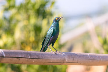 Blue eared glossy starling standing proud on a branch.
