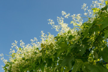 ivy in bloom against blue sky