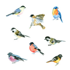 Set of watercolor little birds - 88497379