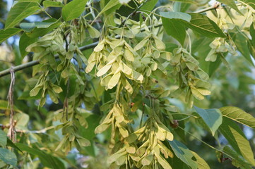 Obraz premium Грозди семян американского клена на зеленой ветке