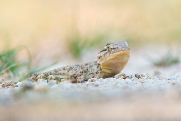 Tarentola mauritanica