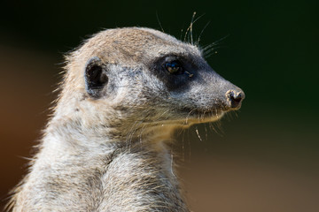 Suricata suricatta
