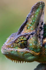 Veiled chameleon