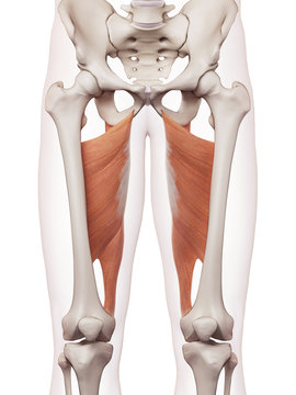 medically accurate muscle illustration of the adductor magnus
