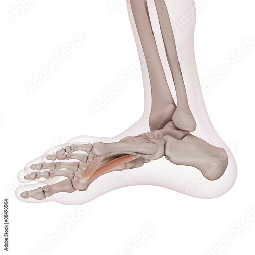 "medically accurate muscle illustration of the adductor hallucis" Stock