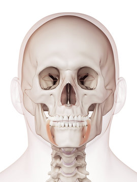 medically accurate muscle illustration of the depressor anguli oris