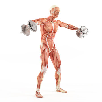 Bodybuilding gym exercising. Breeding dumbbells while standing. Alternating deltoid raise. Shoulder muscle group. White background, half turn view