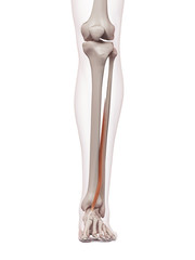 medically accurate muscle illustration of the extensor hallucis longus