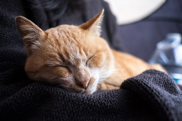 Orange cat sleeping in girl hug