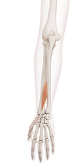 medically accurate muscle illustration of the extensor pollicis longus
