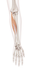 medically accurate muscle illustration of the flexor carpi radialis - obrazy, fototapety, plakaty