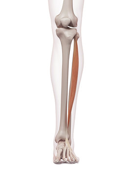 medically accurate muscle illustration of the extensor digitorum longus