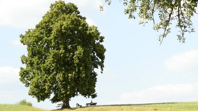 Bank unter alter Linde