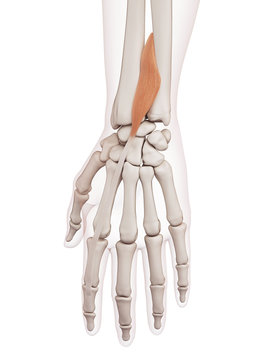 medically accurate muscle illustration of the extensor indicis