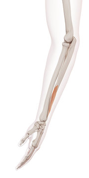 medically accurate muscle illustration of the extensor pollicis longus