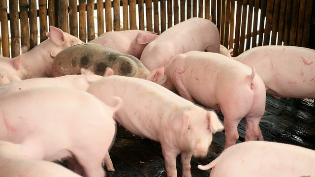 Drift of pigs eating and wading into shallow muddy water inside a pen