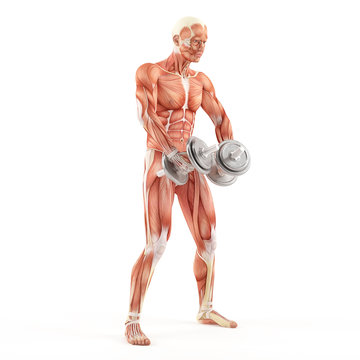 Bodybuilding gym exercising. Breeding dumbbells while standing. Alternating deltoid raise. Shoulder muscle group. White background, half turn view