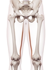 medically accurate muscle illustration of the gracilis