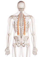 medically accurate muscle illustration of the iliocostalis