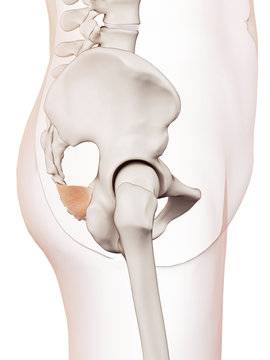 medically accurate muscle illustration of the iliococcygeus