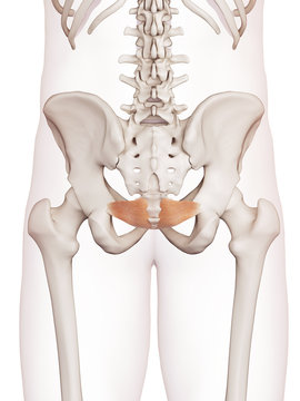 medically accurate muscle illustration of the iliococcygeus