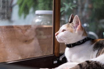 White cat looking out of window