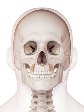 medically accurate muscle illustration of the levator anguli oris