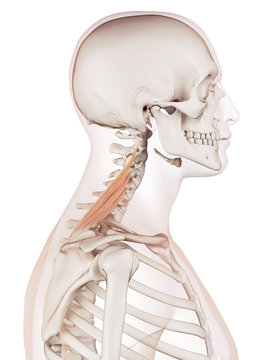 medically accurate muscle illustration of the levator scapularis