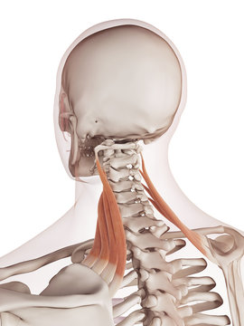medically accurate muscle illustration of the levator scapularis