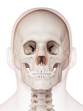 medically accurate muscle illustration of the transverse nasalis