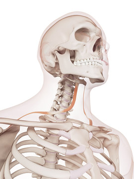 medically accurate muscle illustration of the omohyoid