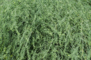 fir background