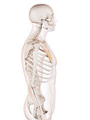 medically accurate muscle illustration of the pectoralis minor