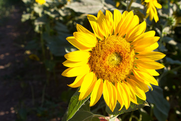 blooming sunflowers