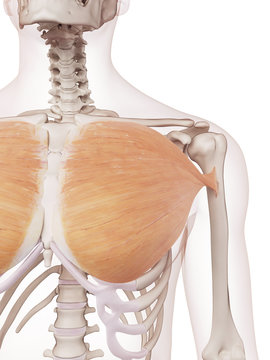 medically accurate muscle illustration of the pectoralis major