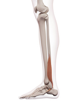 medically accurate muscle illustration of the peroneus brevis