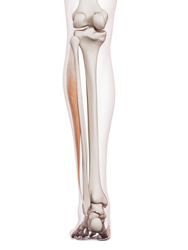 medically accurate muscle illustration of the peroneus longus