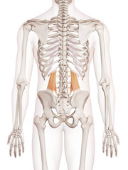 medically accurate muscle illustration of the quadratus lumborum