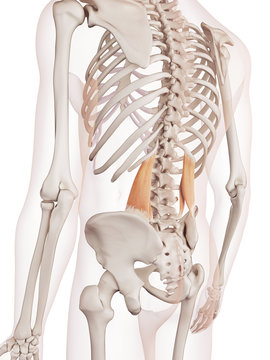 medically accurate muscle illustration of the quadratus lumborum