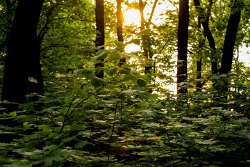 Trees in the sunset.The sun is reflected in the branches and leaves.
